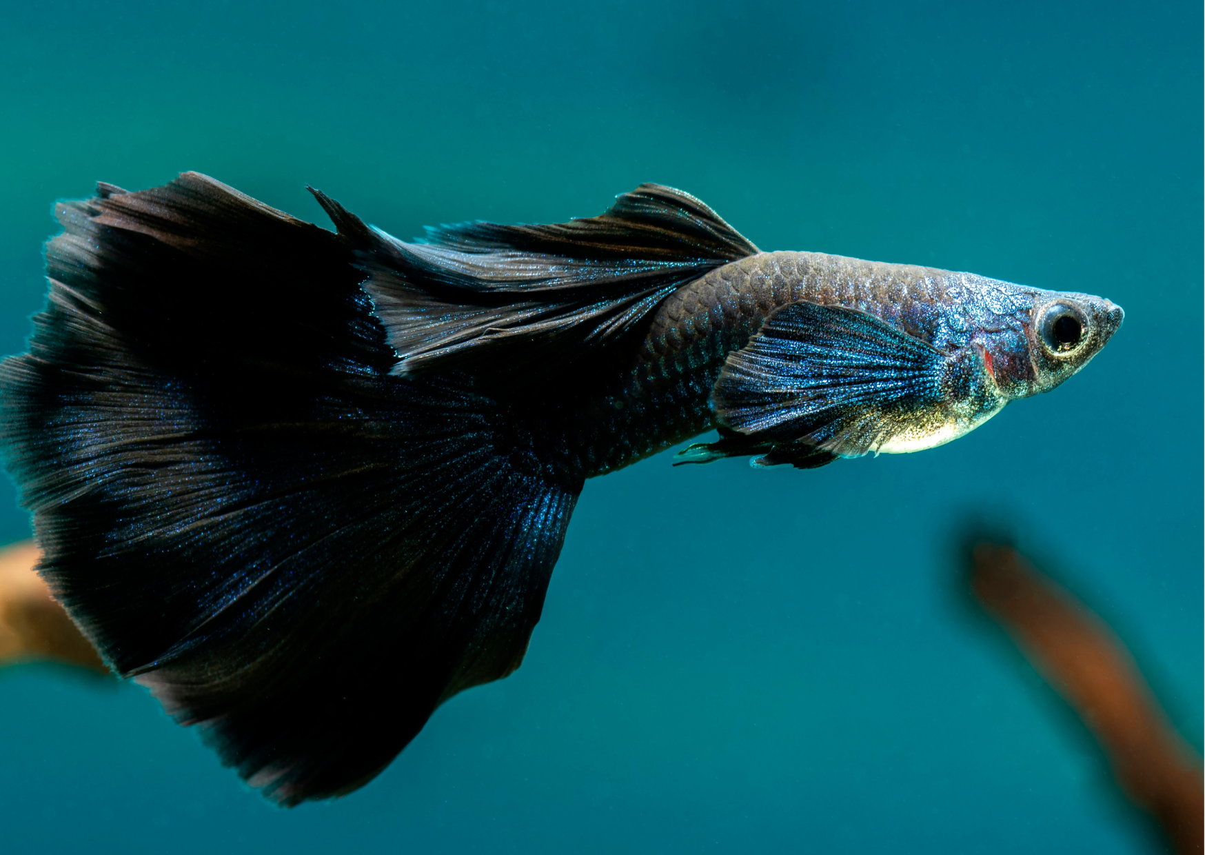 Black "Fish" Friday | Black Guppy