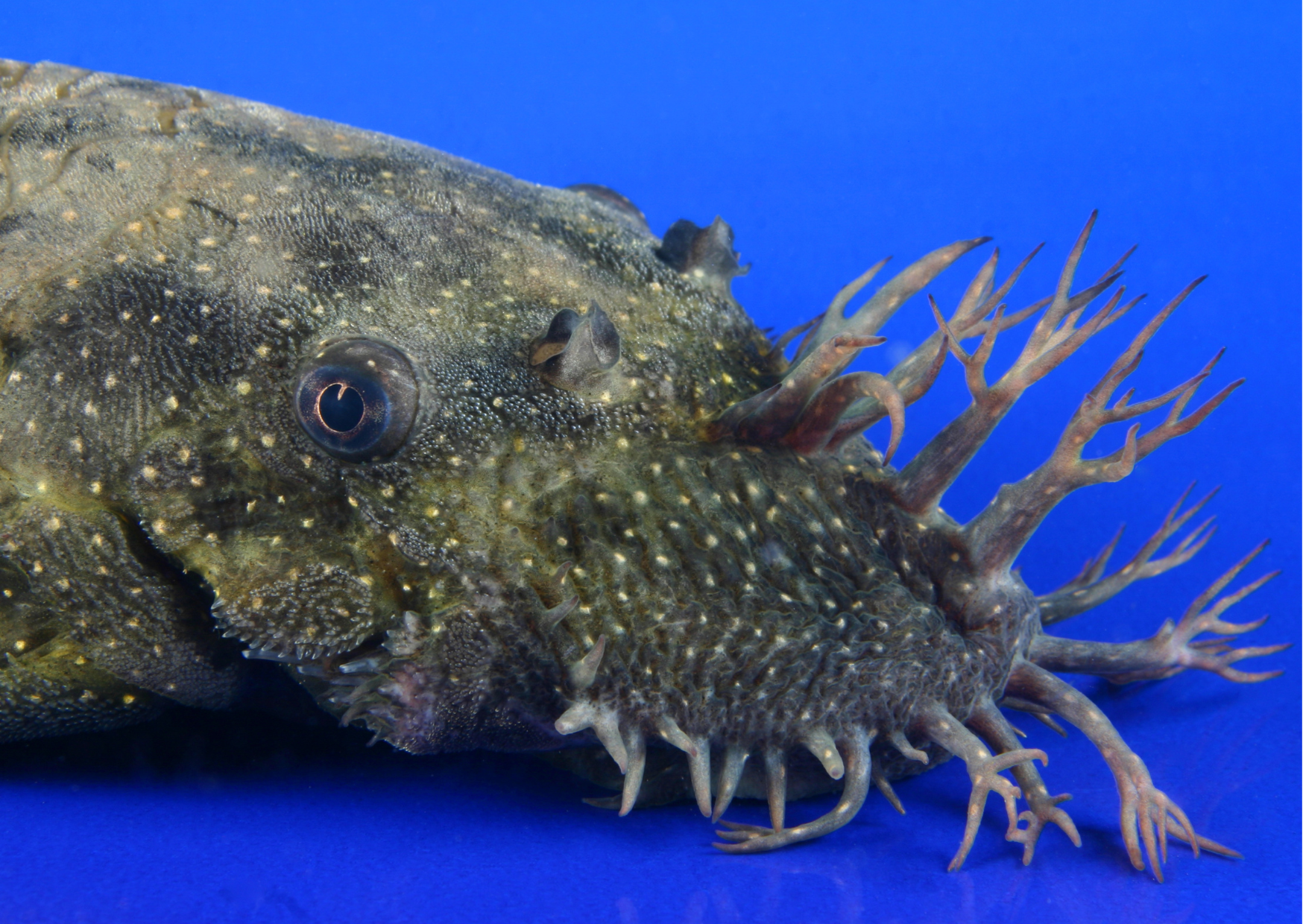 Black "Fish" Friday | Bristlenose Pleco