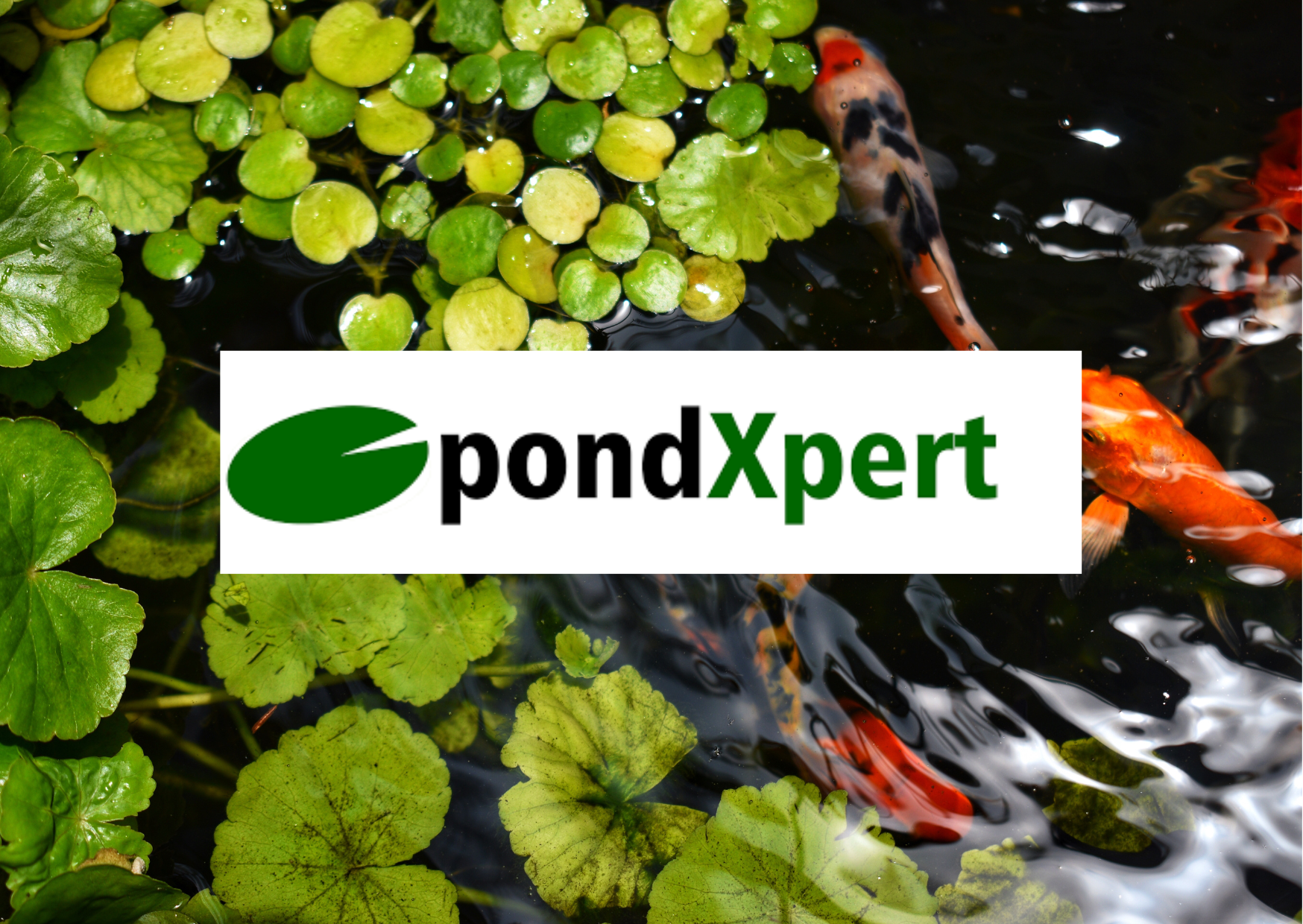 PondXpert Guide | Which Fish for my Pond? | Real Aquatics