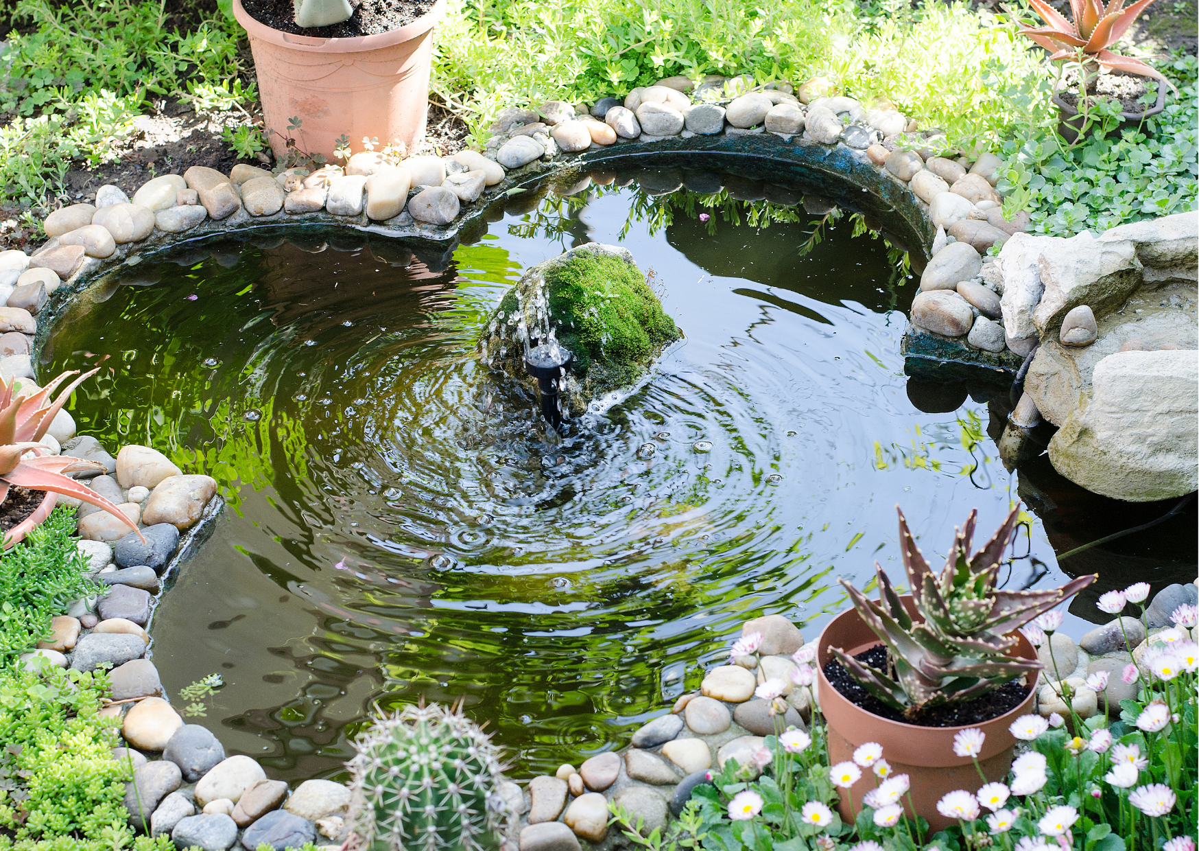 The Best All-in-One Pond Filters for 2024