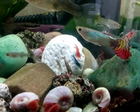 How to Feed your Fish while on Holiday