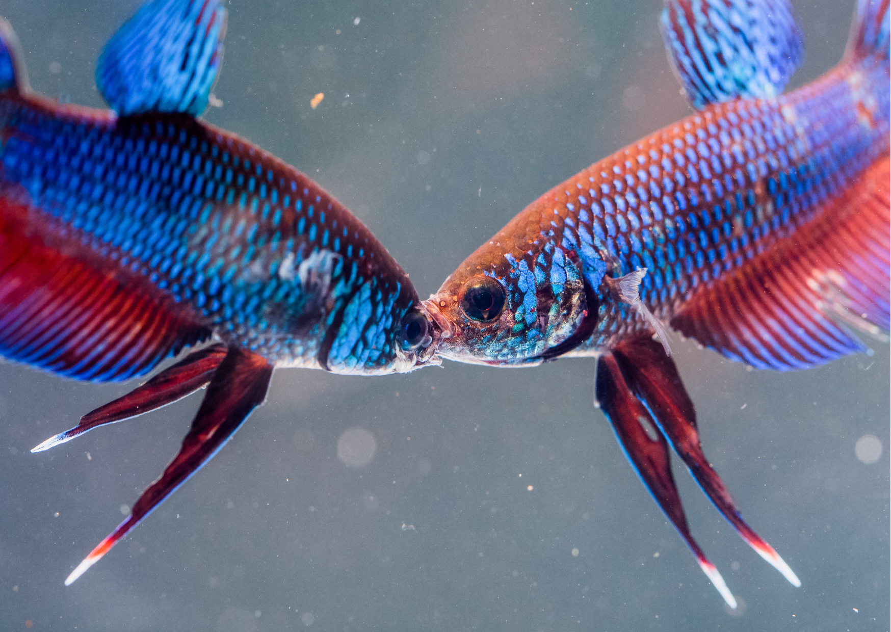 Fish Profiles: Siamese Fighting Fish - Betta Splendens