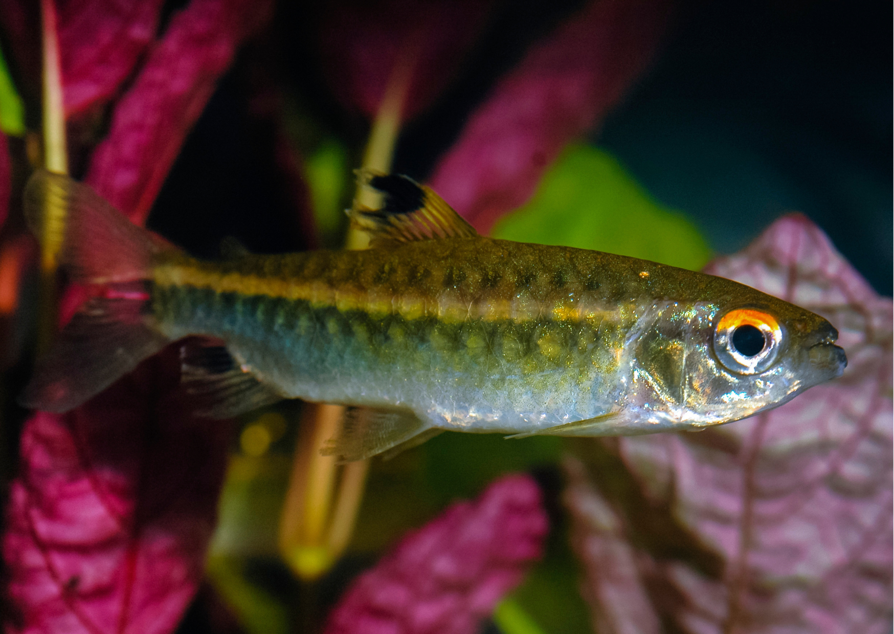 Fish Profiles: African Red-Eye Tetra