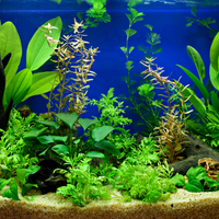 How to Make Pond Safe for Children: Essential Safety Tips