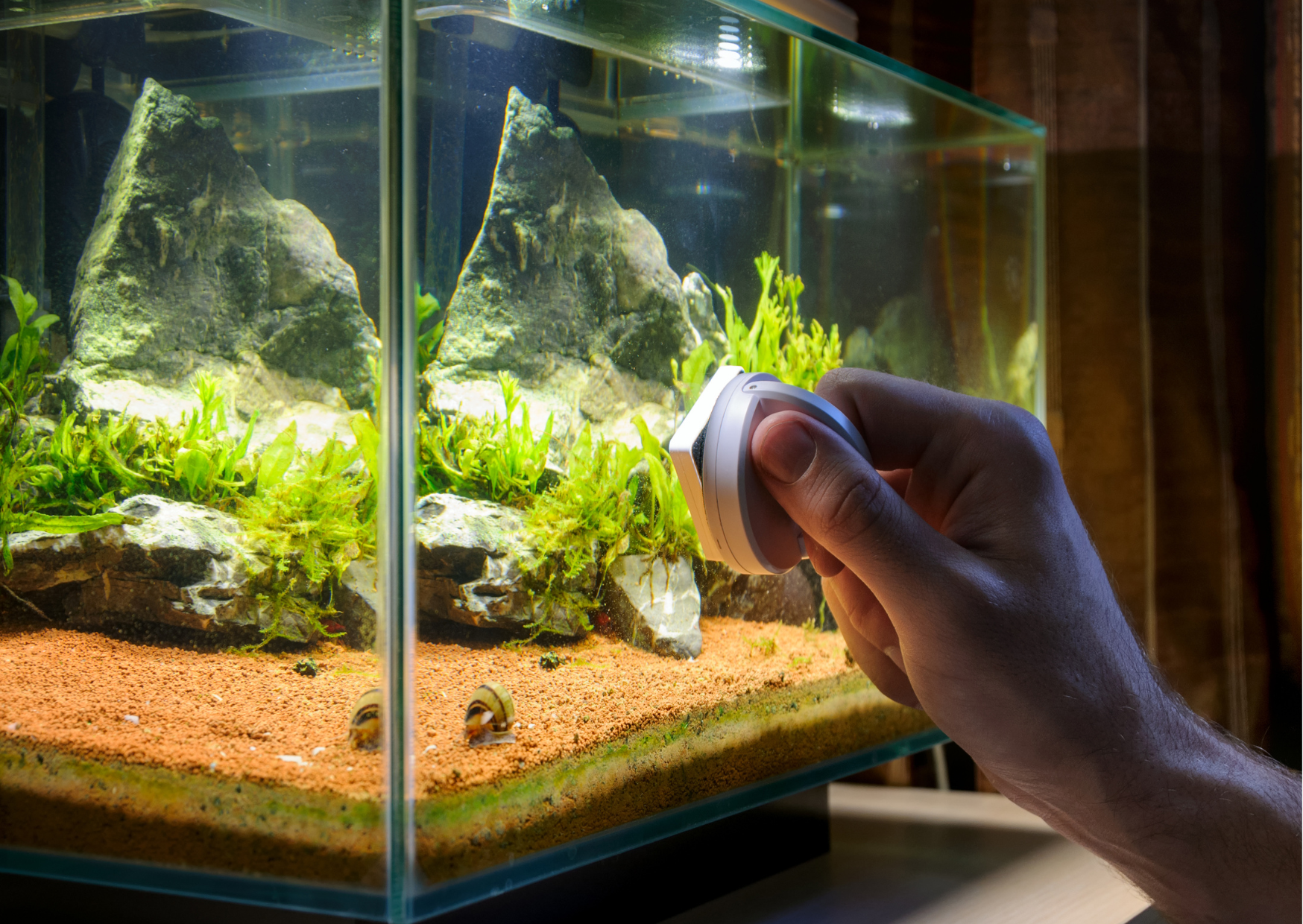 Why do you need to keep an Aquarium clean?