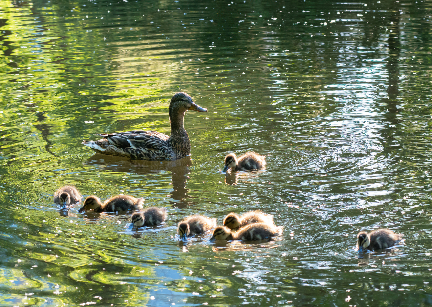 Are Ducks Good for a Garden Pond?