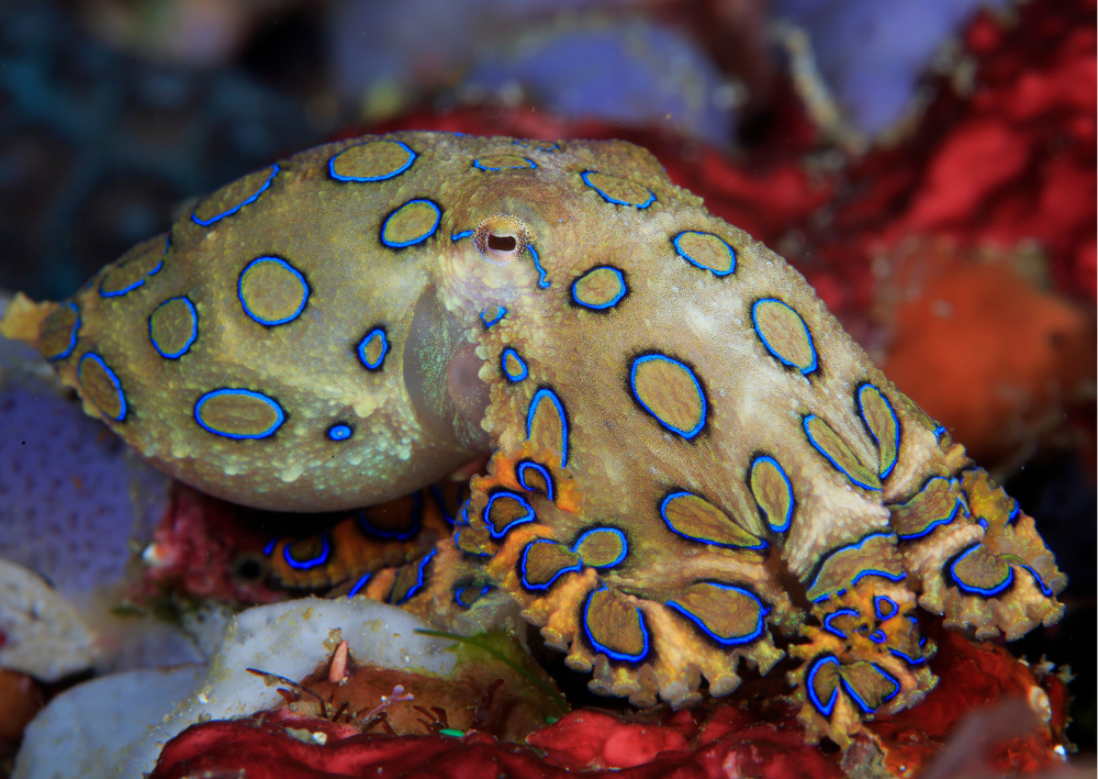 Blue Ringed Cuttle Fish Fish Profiles: The Blue Ringed Octopus | Real Aquatics
