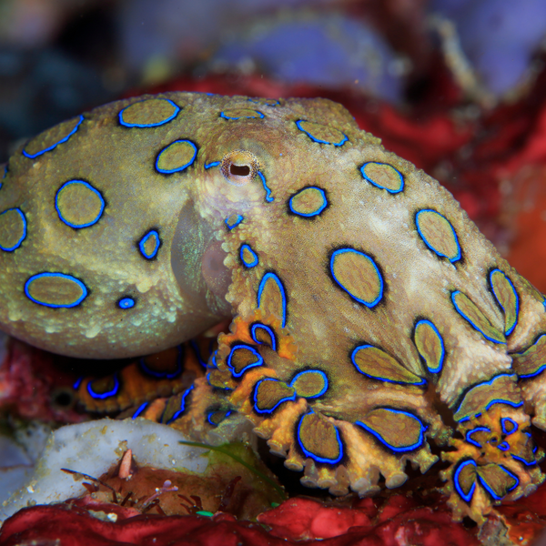 Blue Ringed Oc Blue Ringed Octopus Poison Antidote