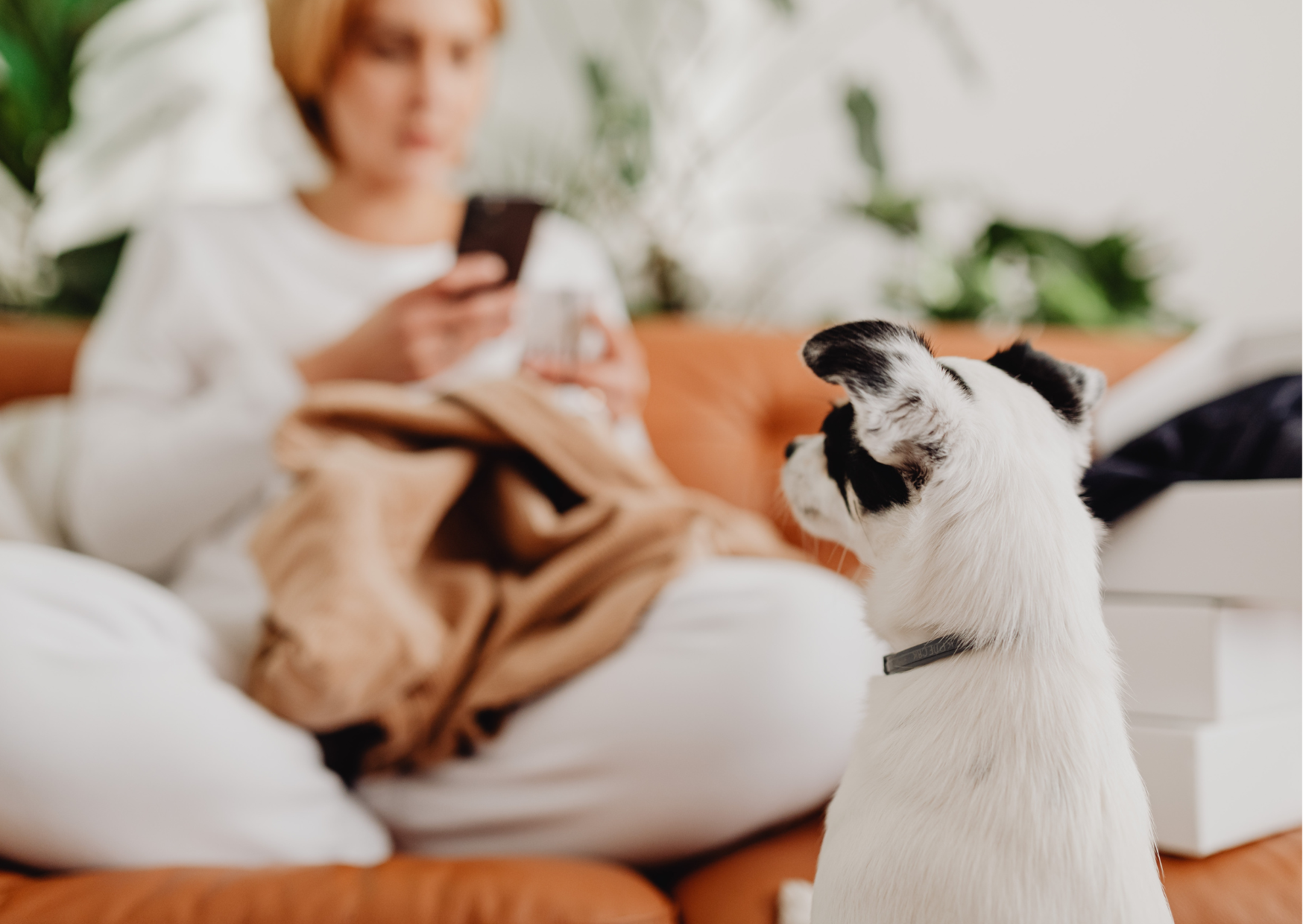 Doggy Behaviour: Pestering Visitors for Attention