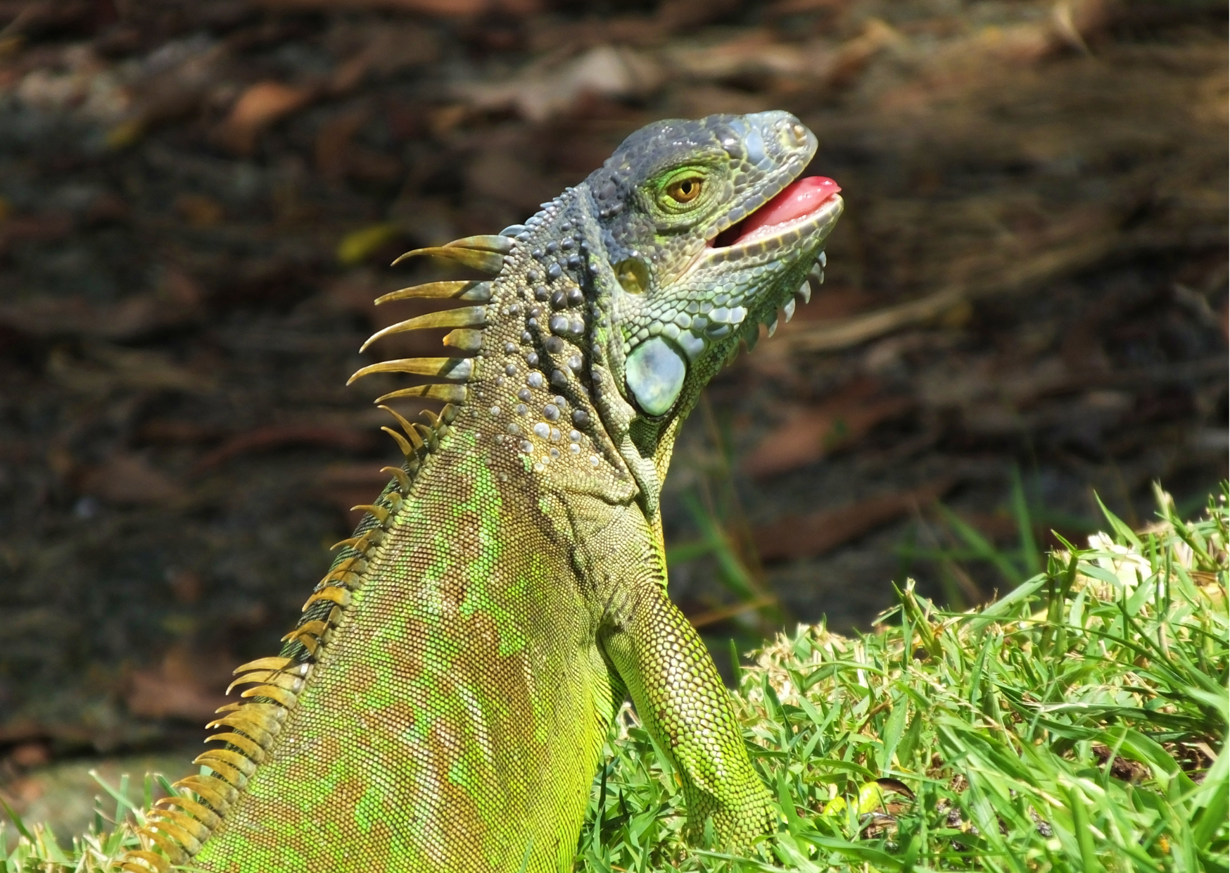Does my pet reptile sneeze too much?