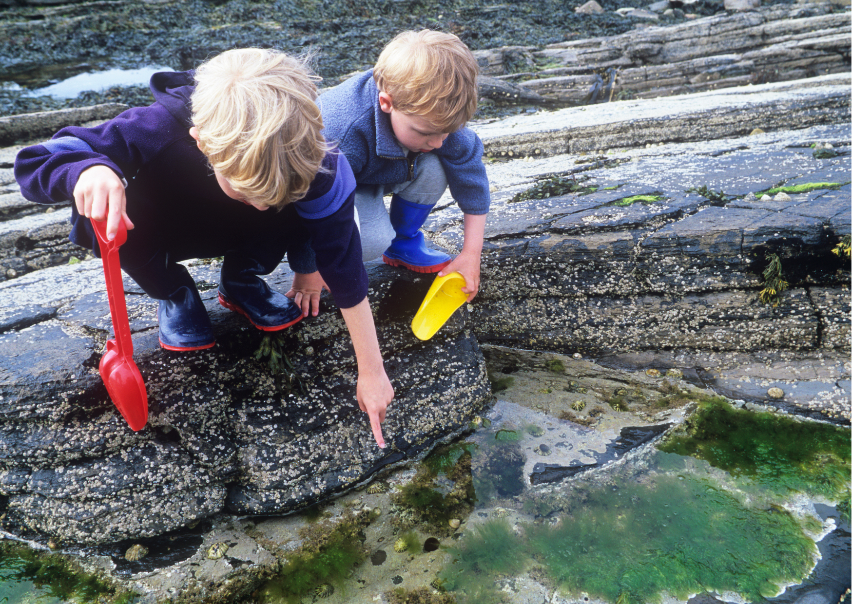 Around Our Shores: Rock Pools