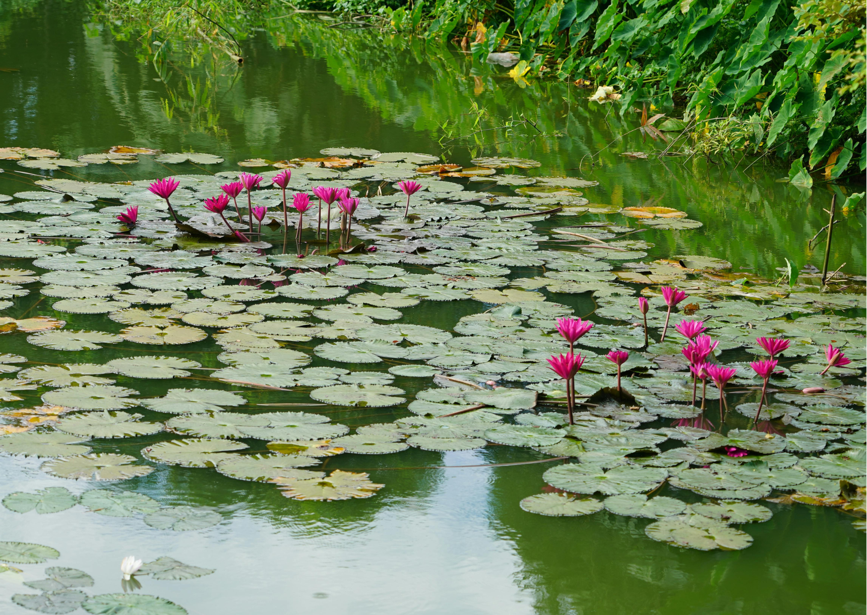 Top 5 Tips for Pond Filtration