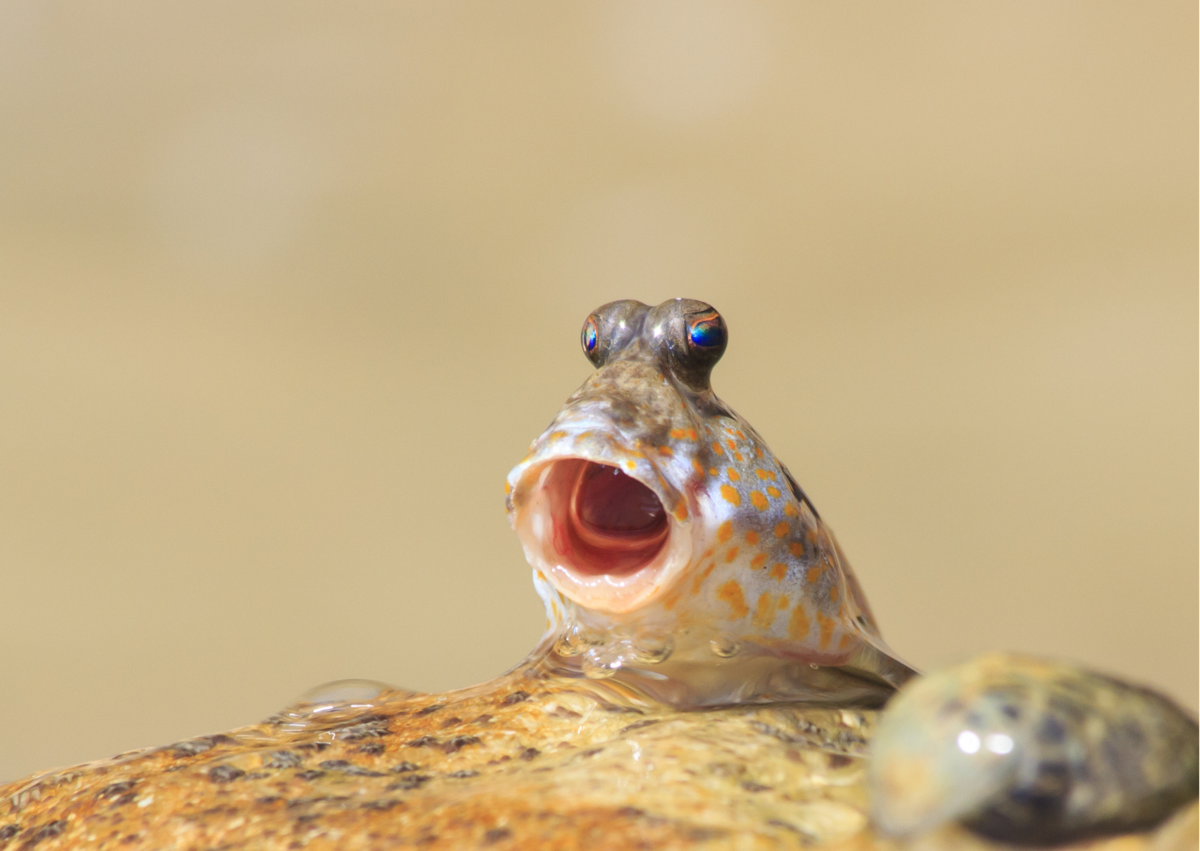 Brackish Mudskippers
