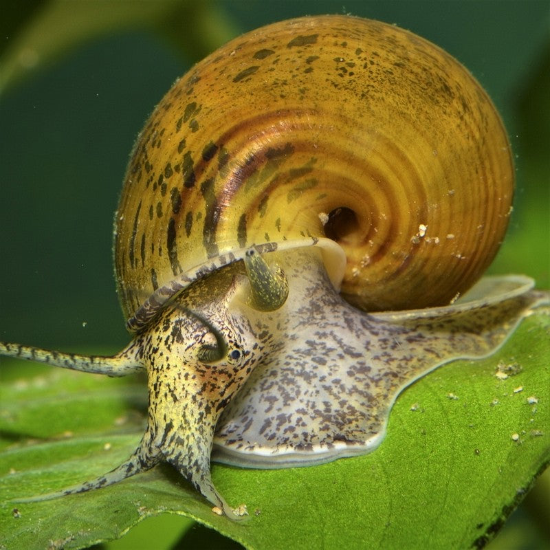 Are Apple Snails banned for sale in the UK?