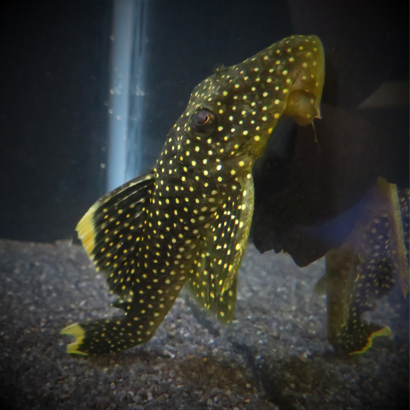 How often should I feed an L081 Golden Nugget Pleco?