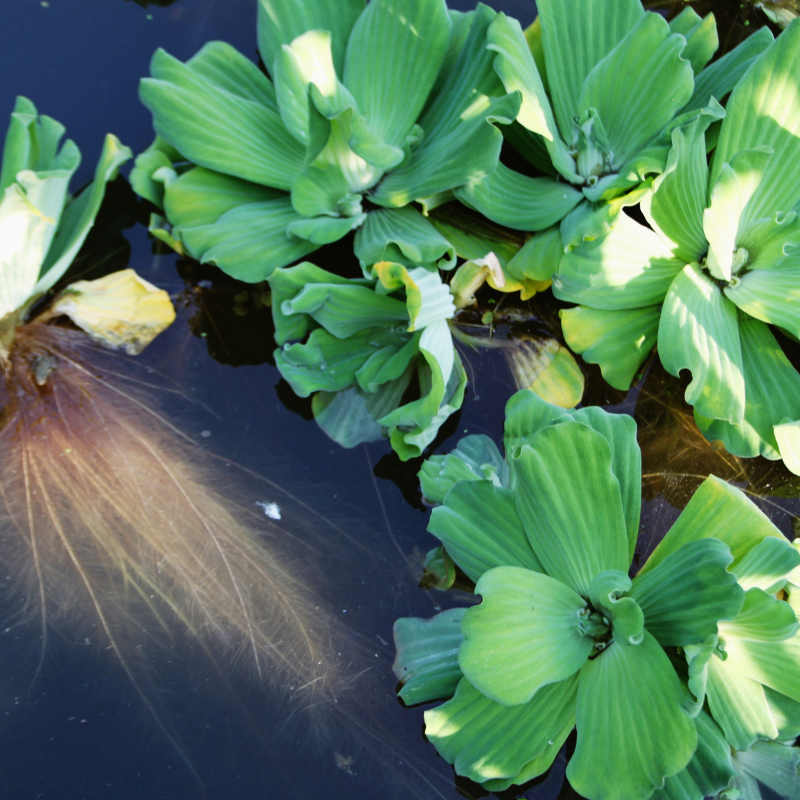 Can I put Water Lettuce in my Fish Tank? Pistia Stratiotes