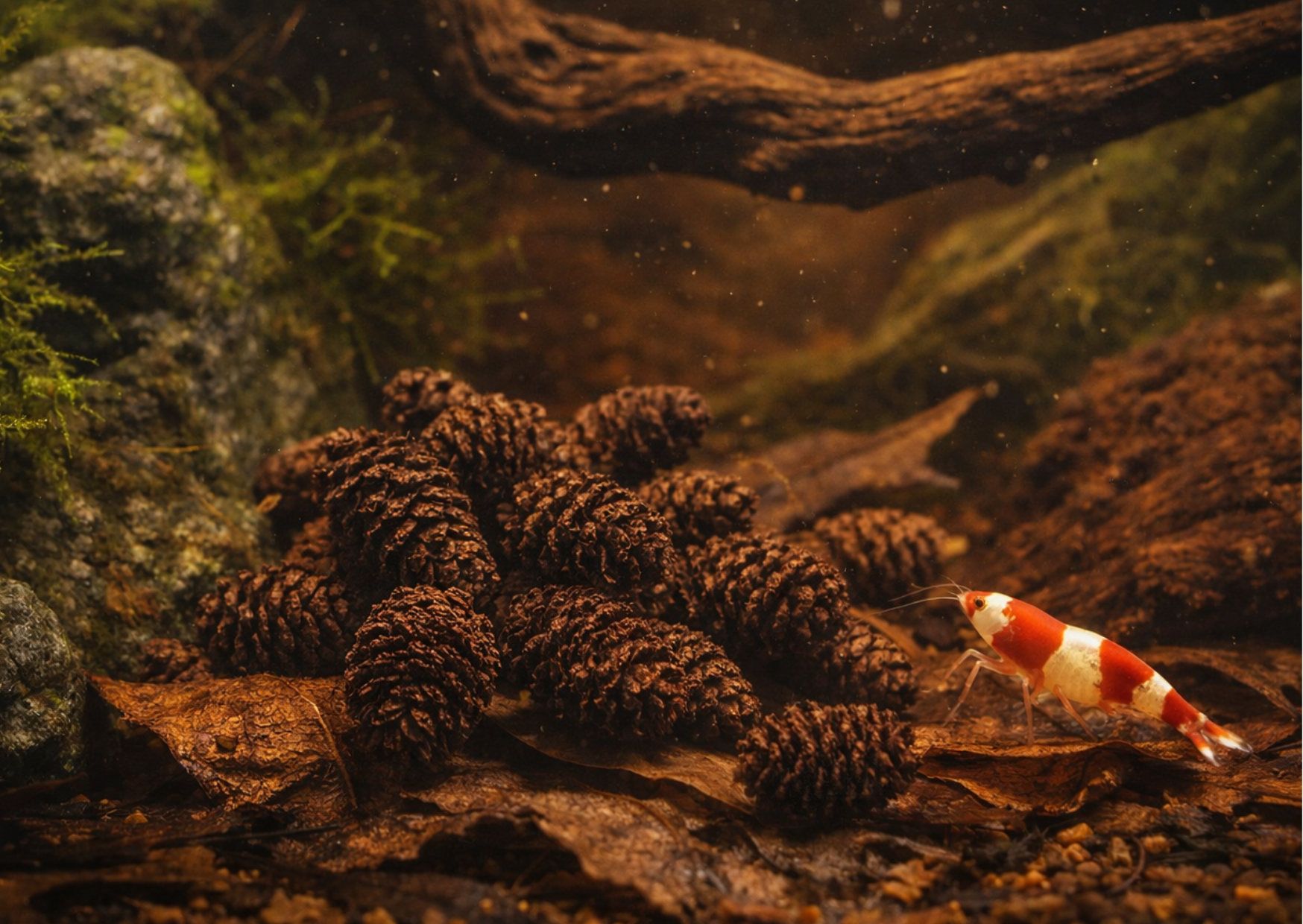 The Benefits of Alder Cones in Aquariums