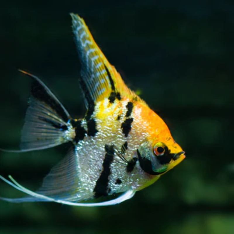 Are Tri Colour Angel Fish aggressive?