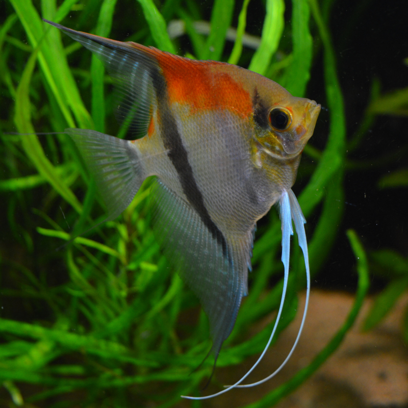 Why are Angelfish called Angel Fish?