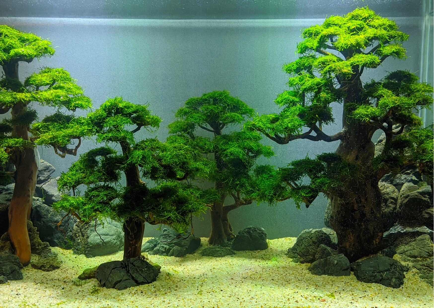 What does the word "aquascape" mean?