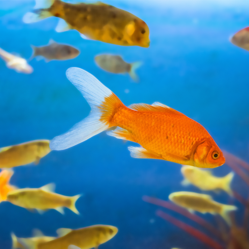 Can you keep Fancy Goldfish with Common Gold Fish?