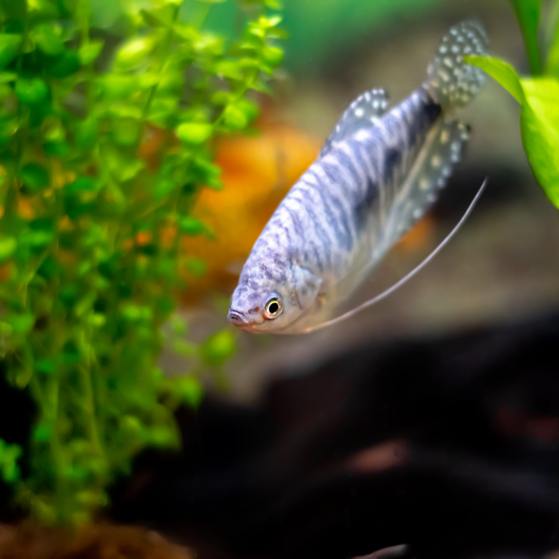 Why is it called a three spot Gourami?