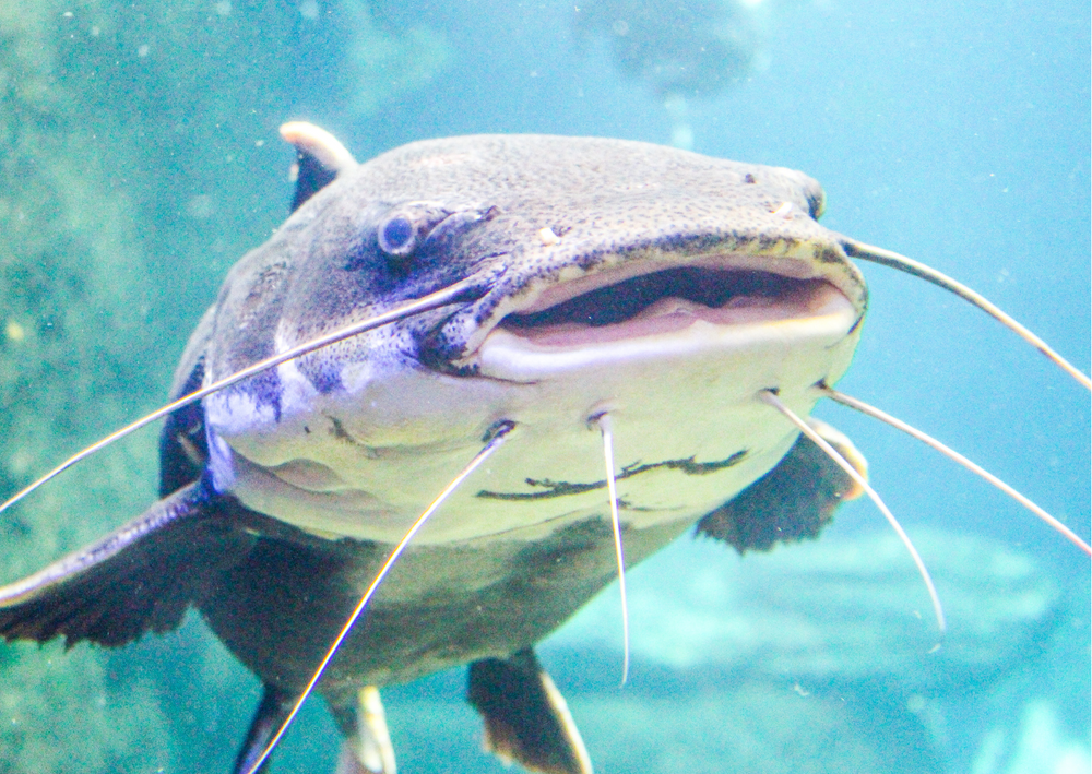 Classifying Fishes: Order Siluriformes | Real Aquatics