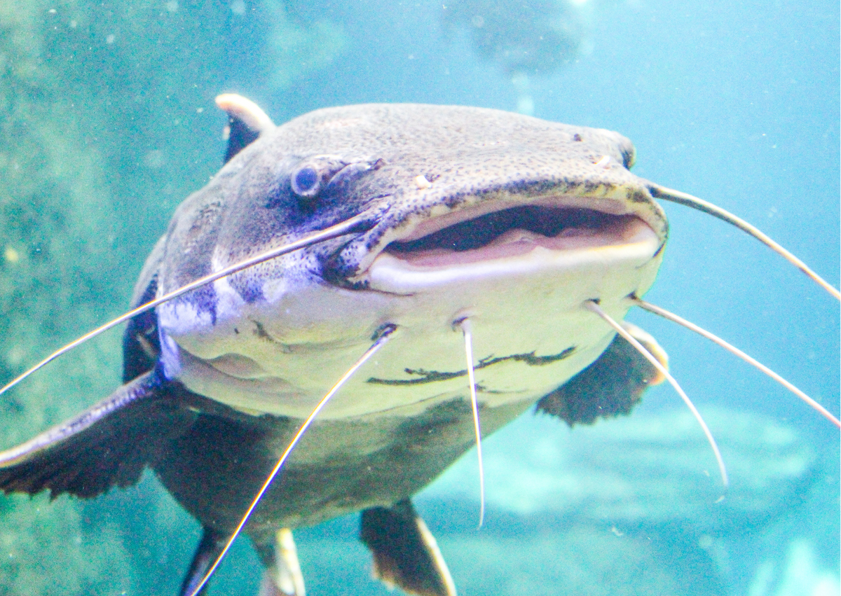 Classifying Fishes: Order Siluriformes | Real Aquatics