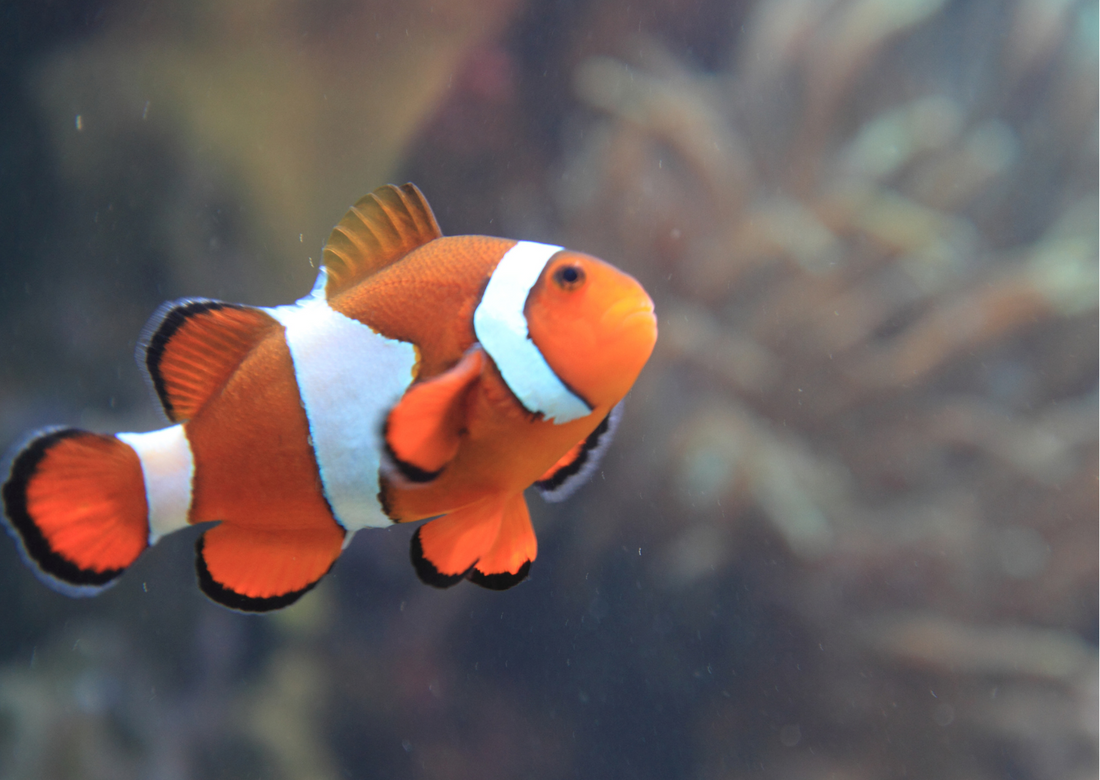 Fish Memory: Can Fish Recognise their Relatives? Real Aquatics Blogs >