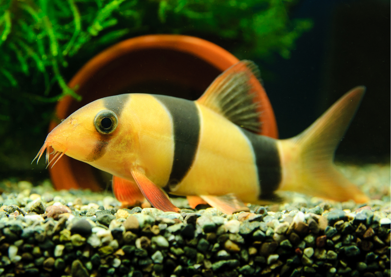 Will a Clown Loach control my Aquarium Snail problem? | Real Aquatics