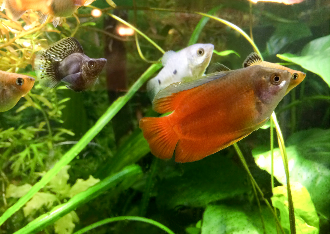 What does the term Community Fish mean? | Real Aquatics