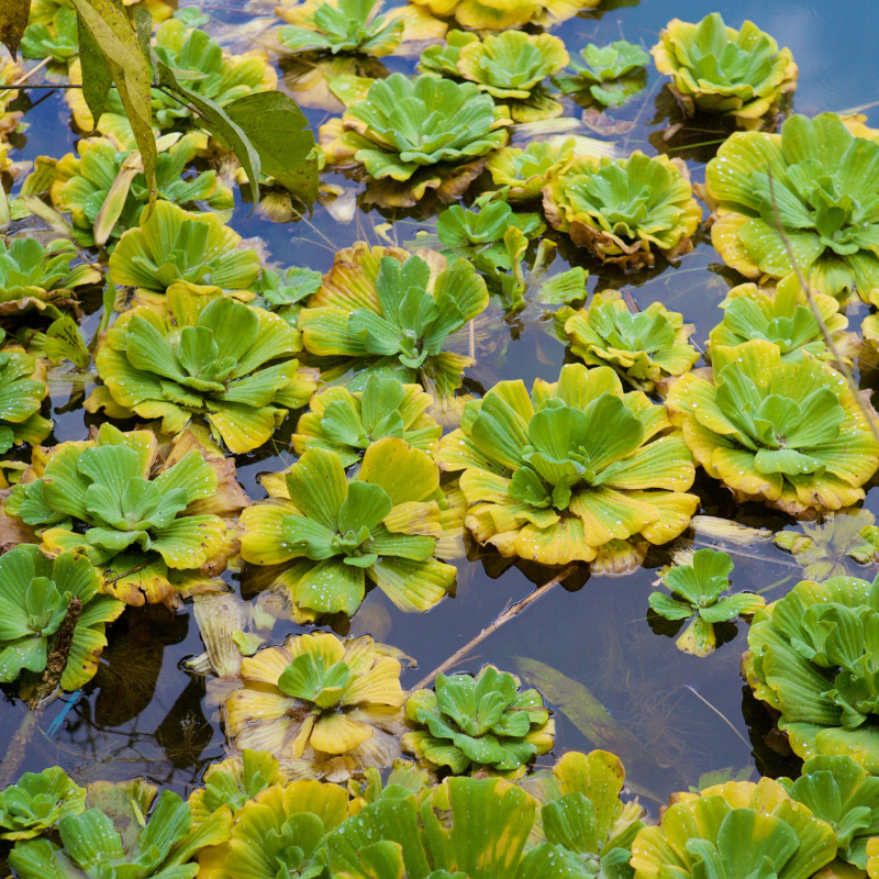 How do you keep Water Lettuce alive in the Winter?
