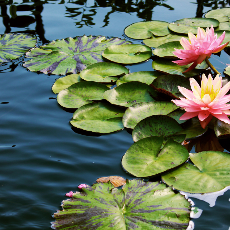 water lillies in ponds