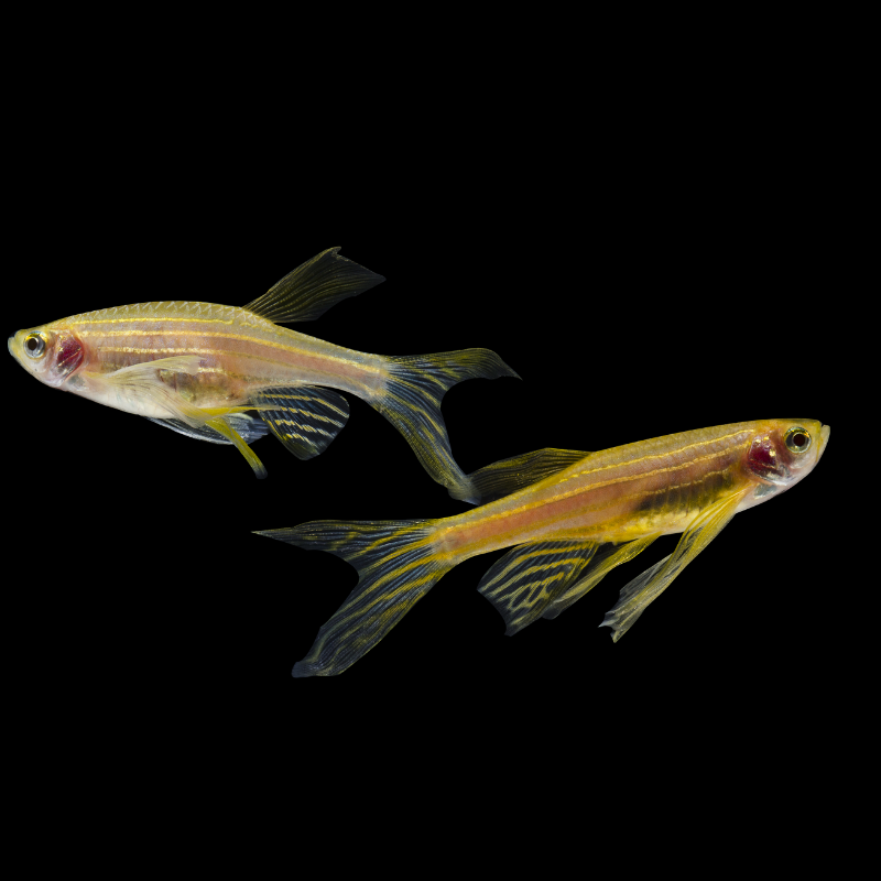 Are Long Finned Danios fin-nippers, will they nip the fins of other fish?