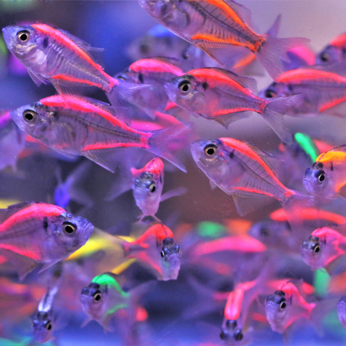 Are painted or dyed fish illegal in the UK?