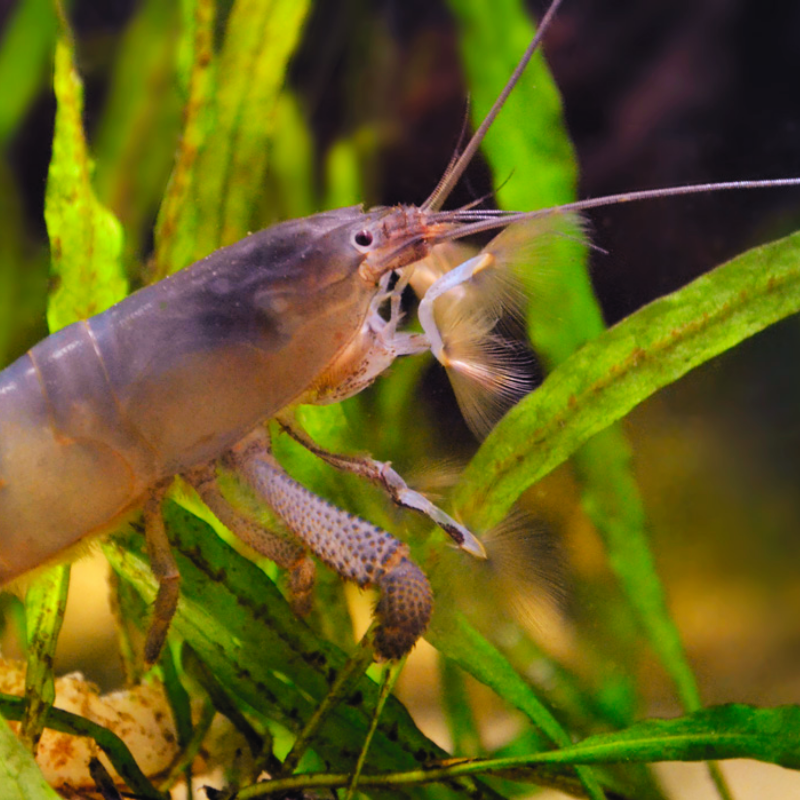 What do African Armoured Fan Shrimp eat?