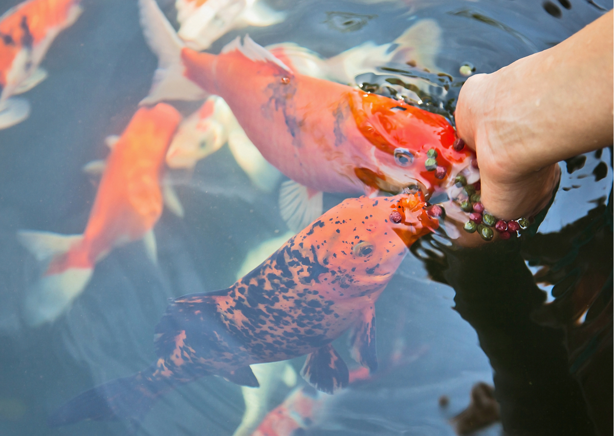 Do I have to feed my Pond Fish in winter? Real Aquatics | Wheatgerm