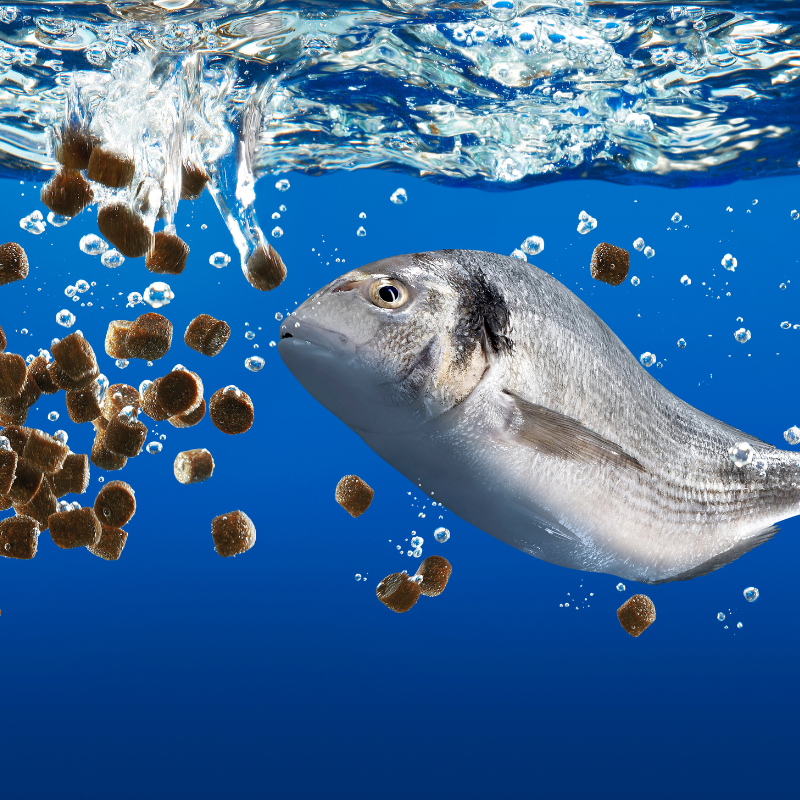 Fish Memory: How Long Can Fish Remember Things? | Real Aquatics