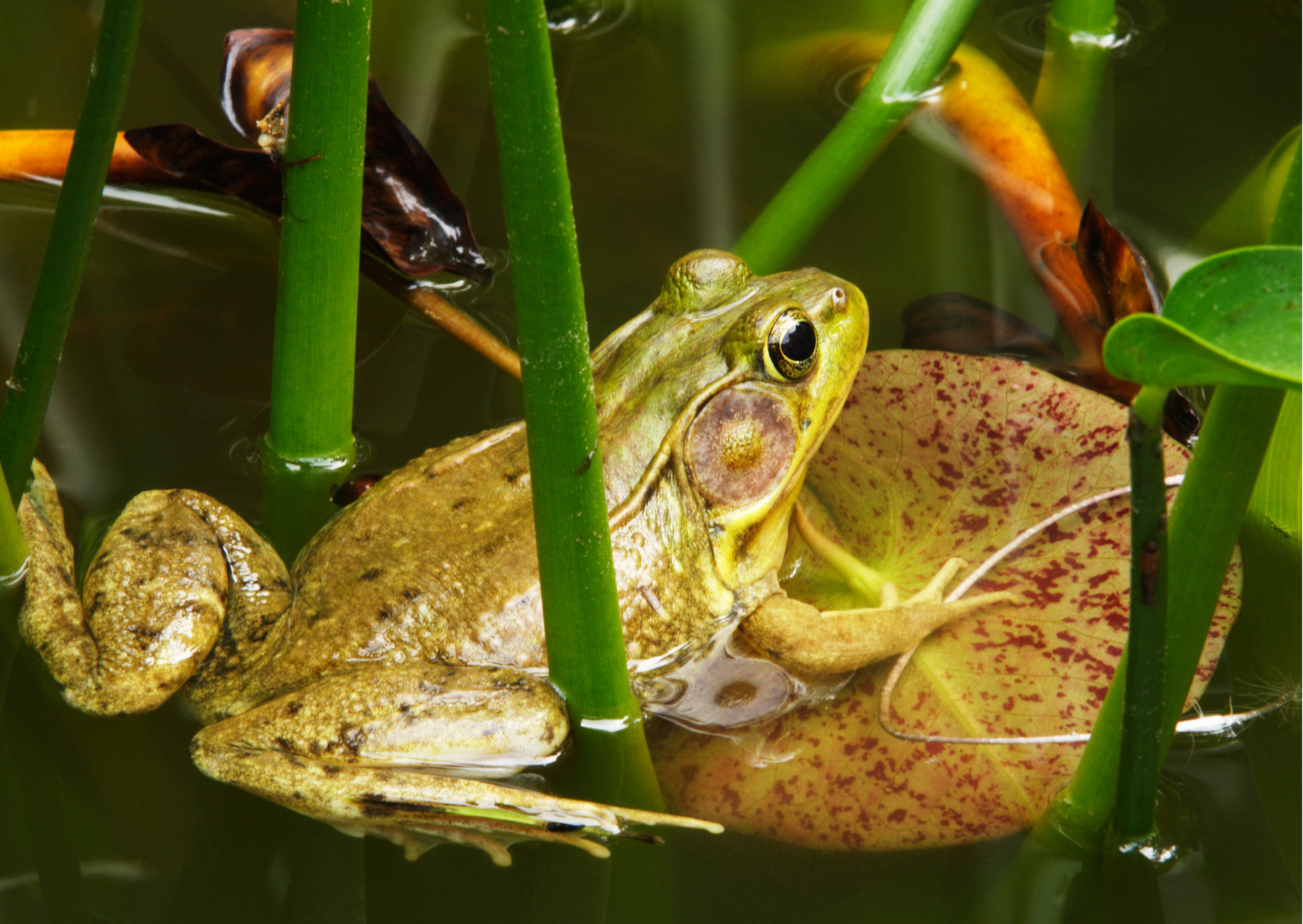 How to Create a Wildlife Pond in your Garden