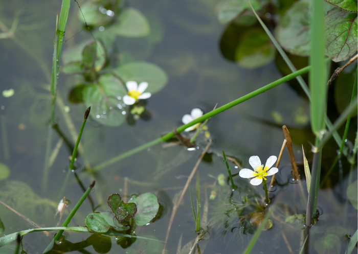 Quick Guide to British Native Aquatic Plants | Real Aquatics