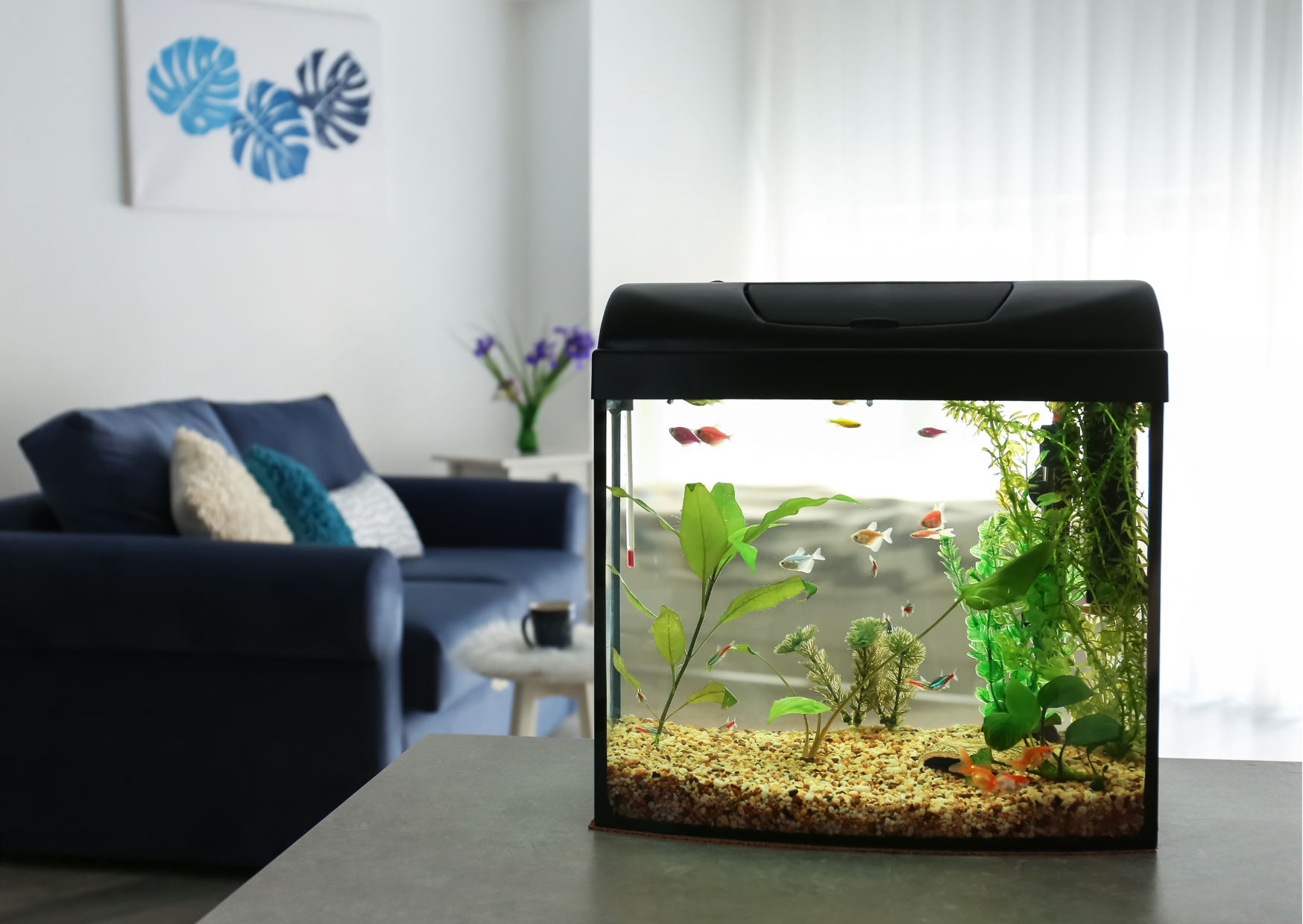 Should I put my Fish Tank near a TV?