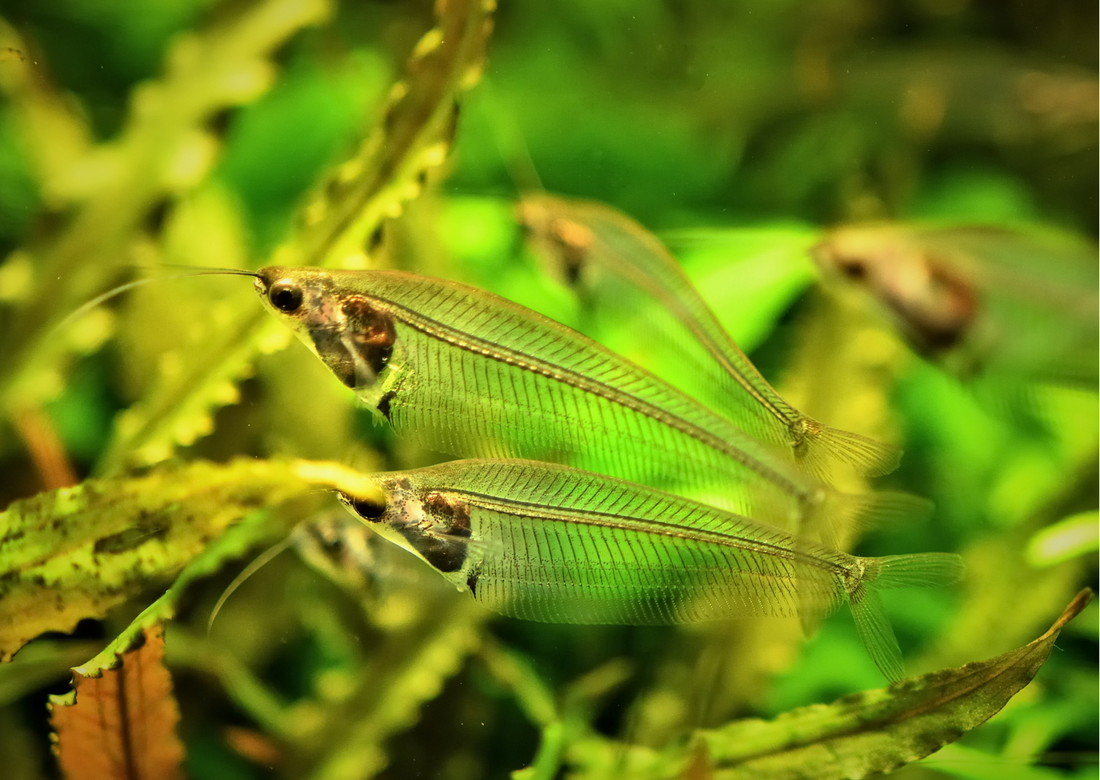 Did you know? Glass Catfish Real Aquatics