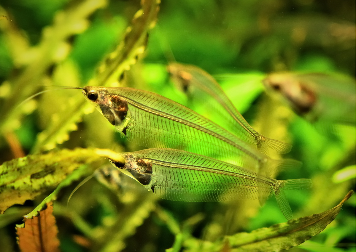 Did you know? Glass Catfish | Real Aquatics