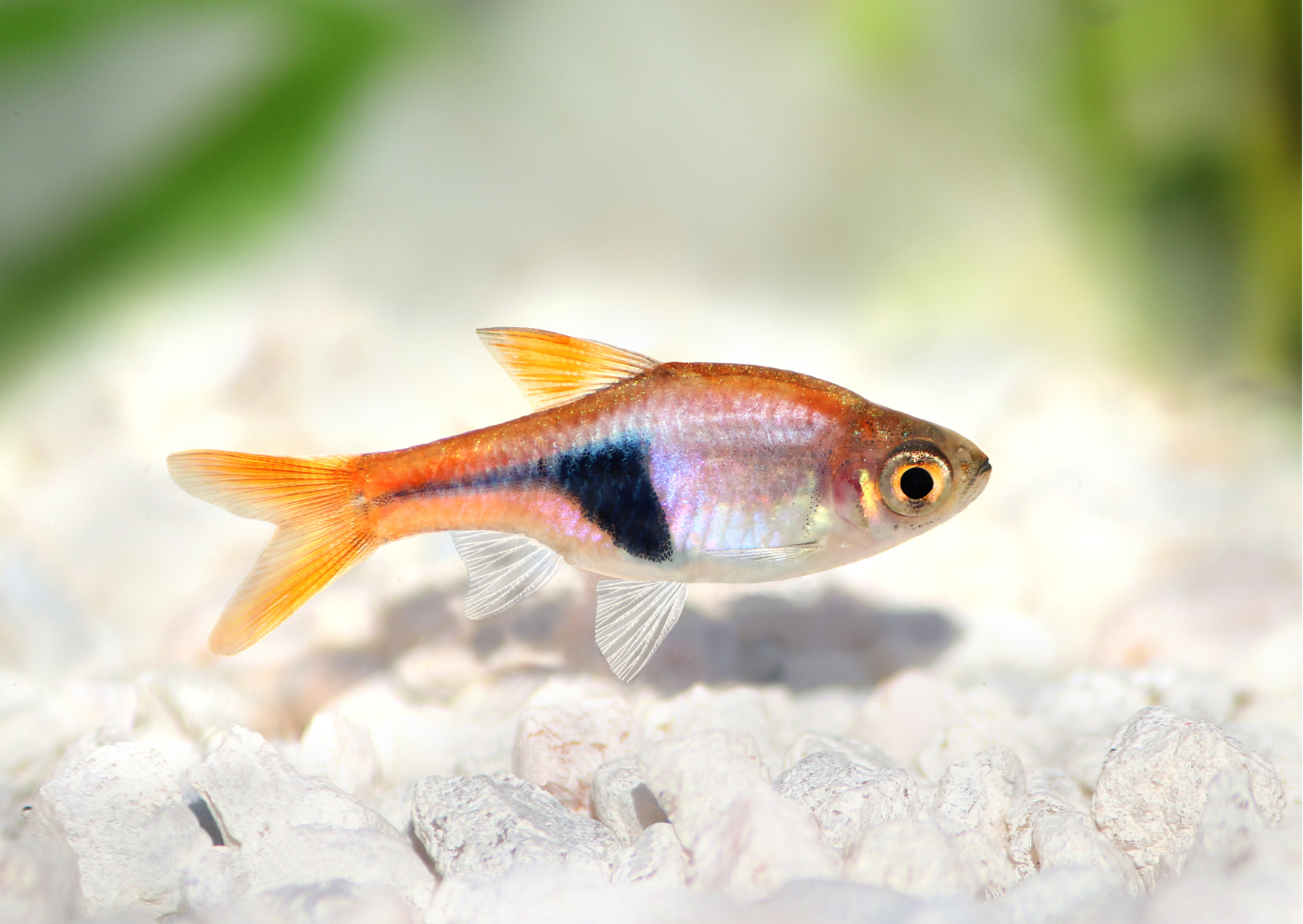 Fish Profiles: Harlequin Rasbora