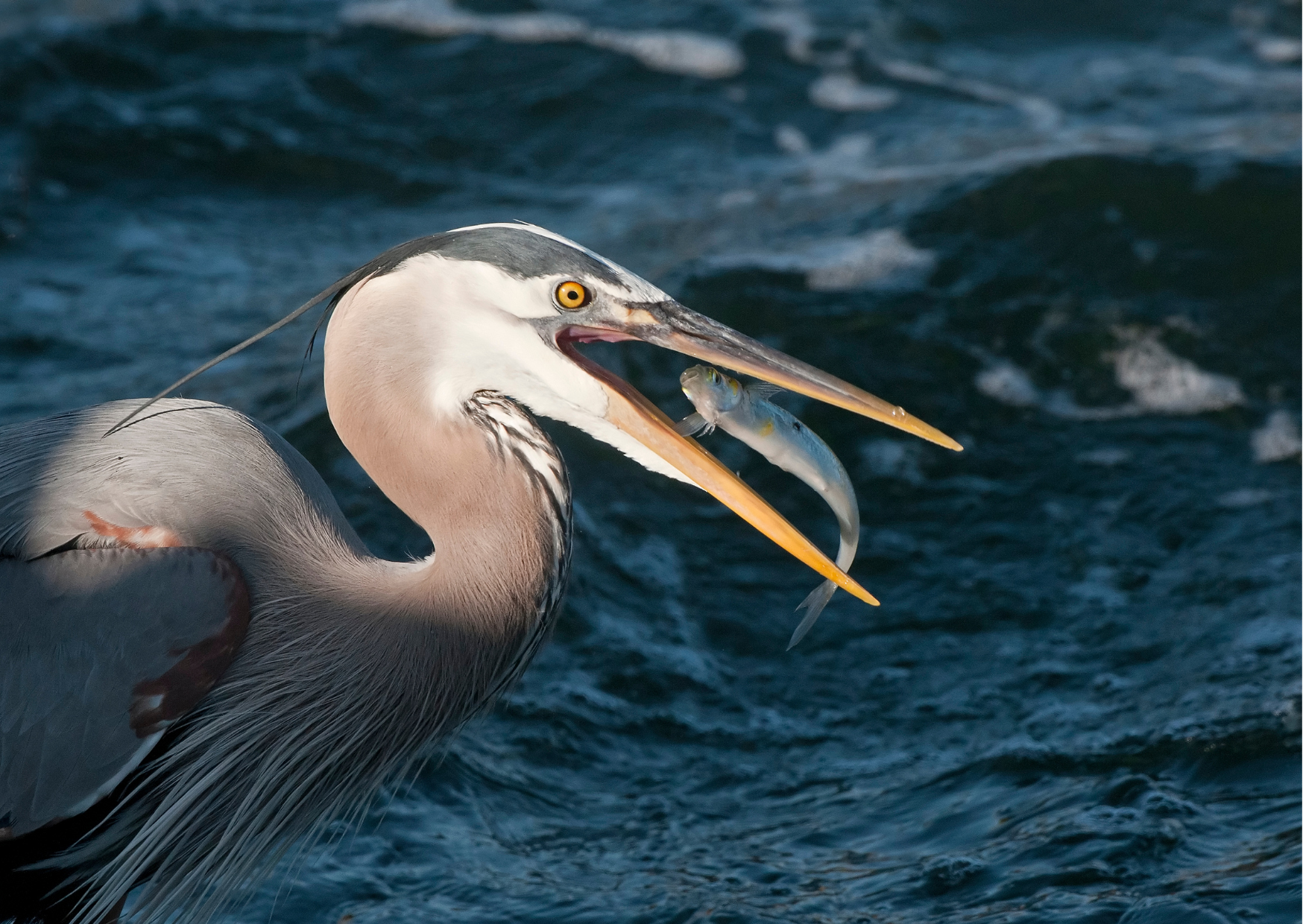 Why protect your ponds from Herons?