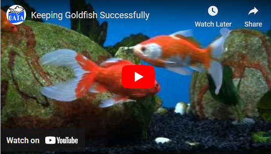 Keeping Goldfish Successfully | OATA Video Guide