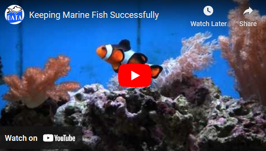Keeping Marine Fish Successfully | OATA Video Guide
