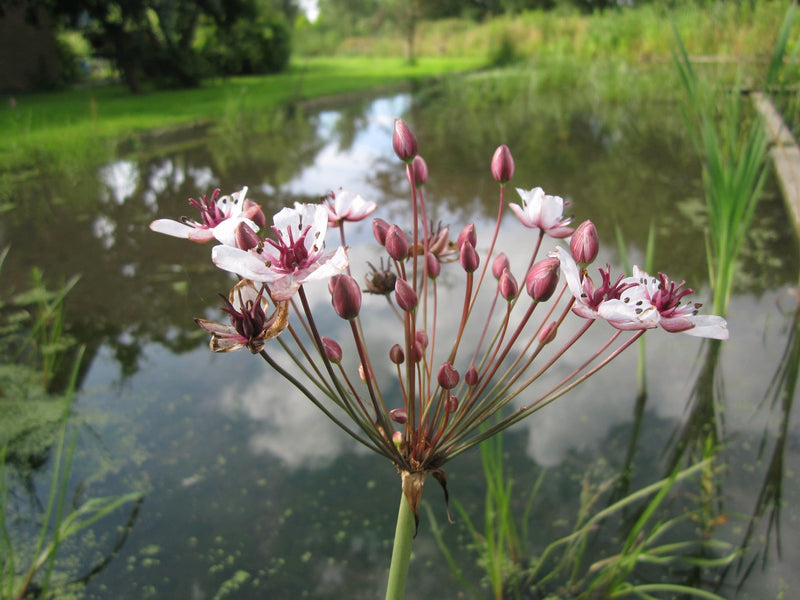 uide to Planting and Maintaining Marginal Pond Plants | Real Aquatics