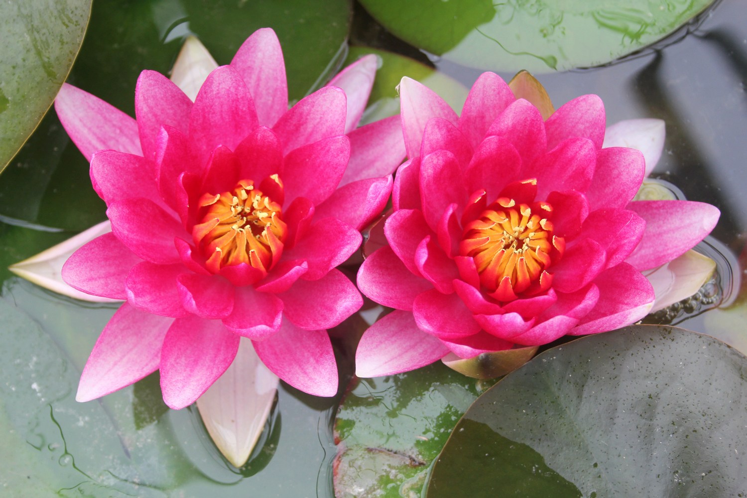 Will Water Lily Pond Plants Survive Winter?
