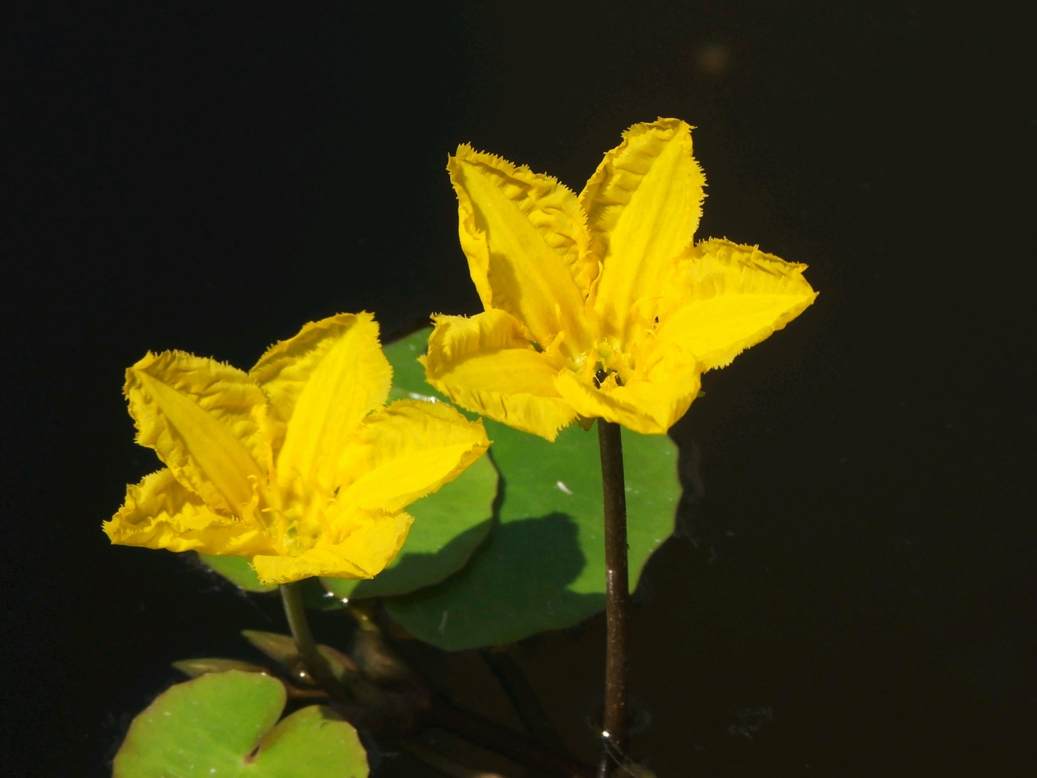 Guide to Planting and Maintaining Deep Water Pond Plants